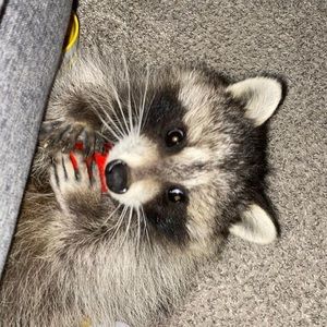 Meet your Posher, Malcolm